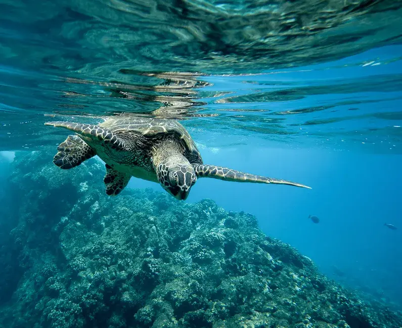 Galápagos Guardians